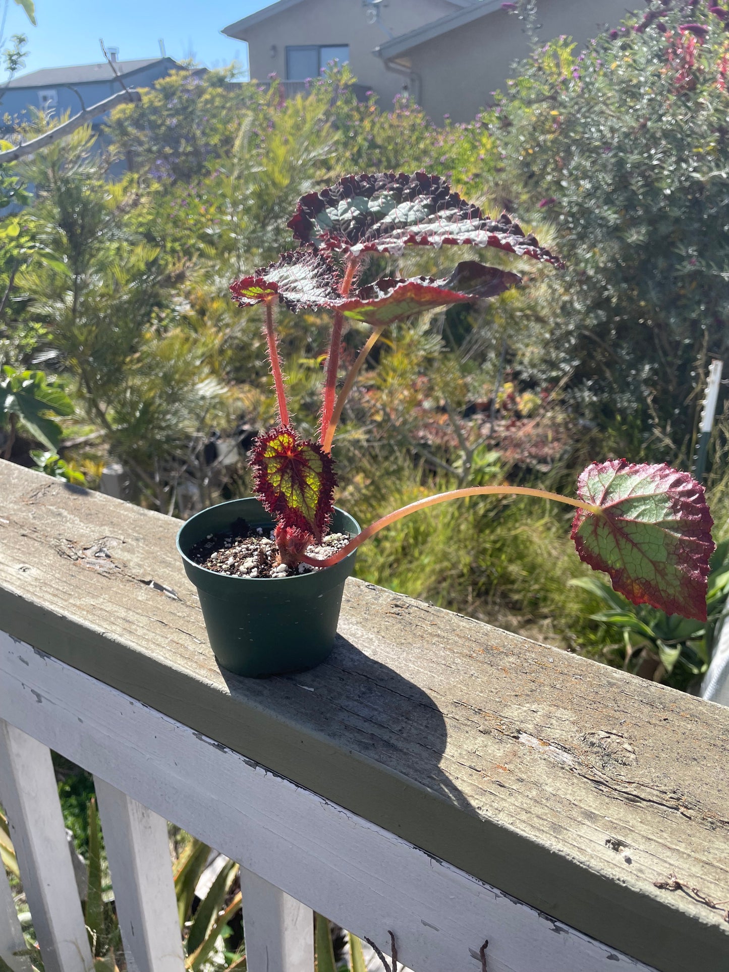 Begonia - 'Tornado'