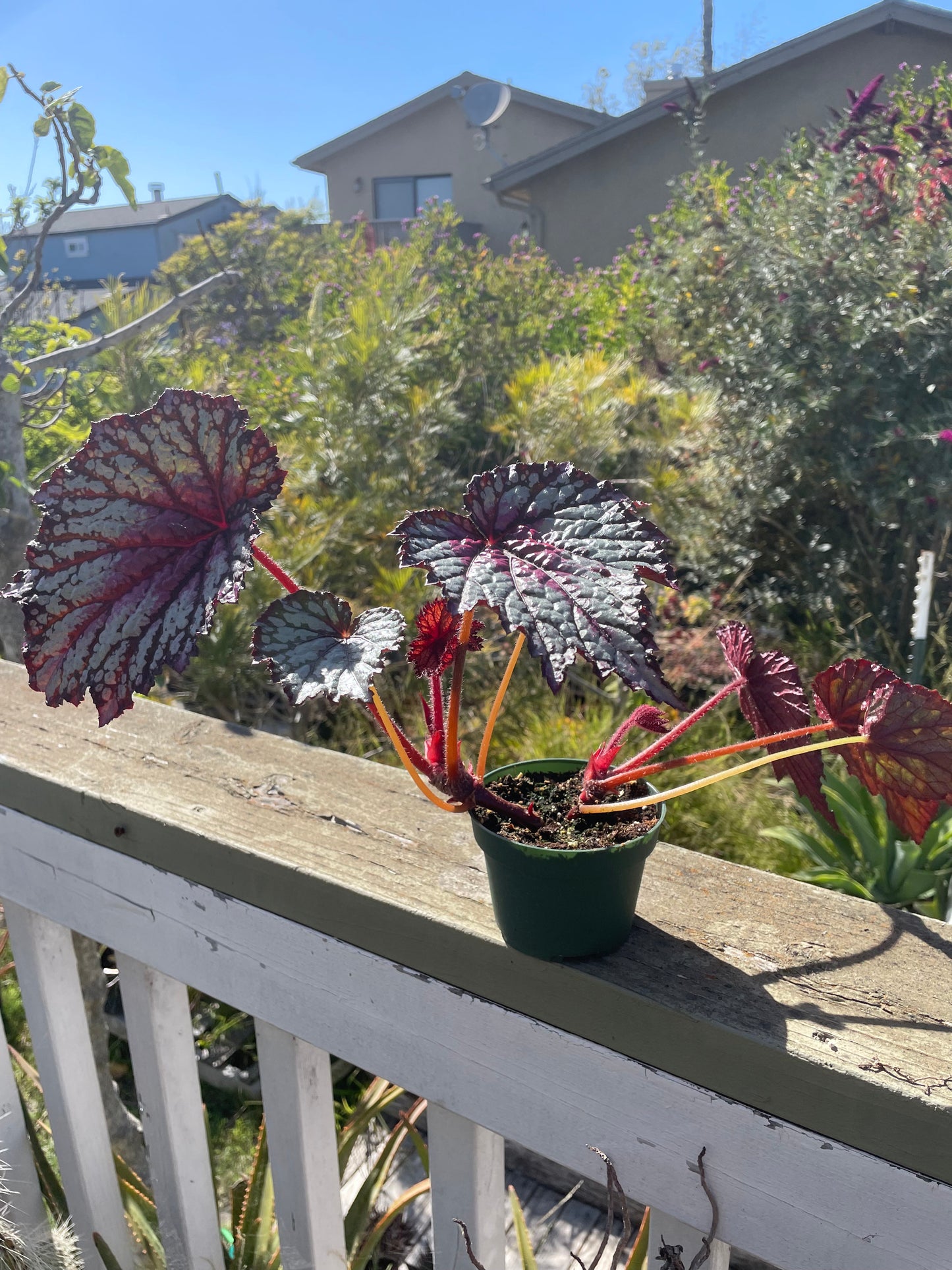 Begonia - 'Norman'