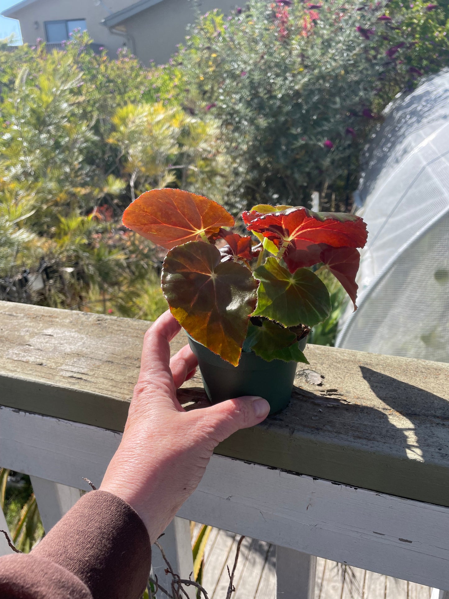 Begonia - 'Freddie'