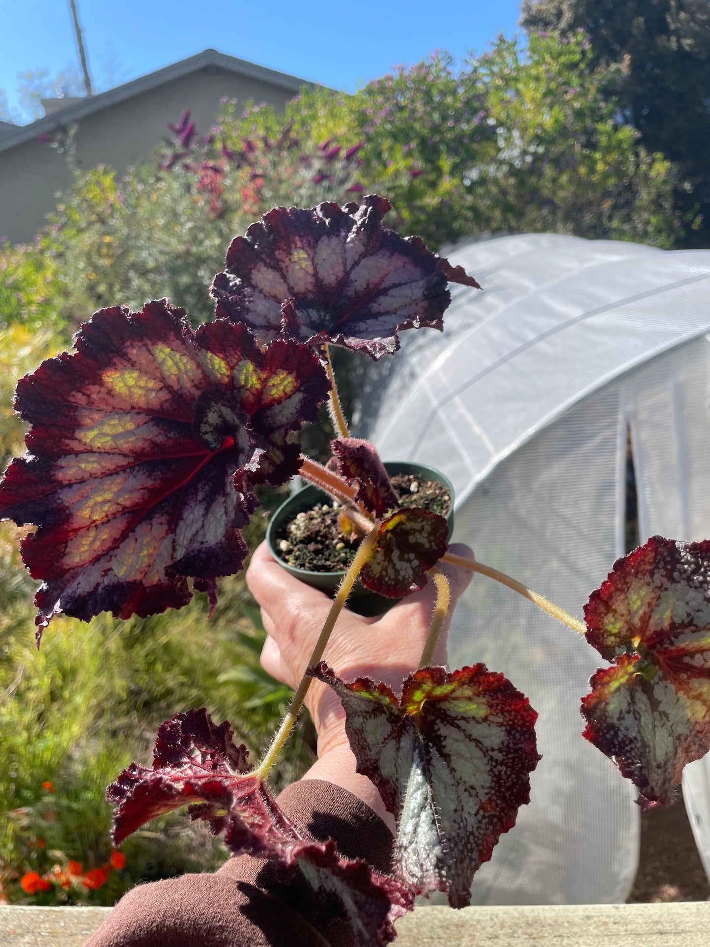 Begonia -' Randy MK2'
