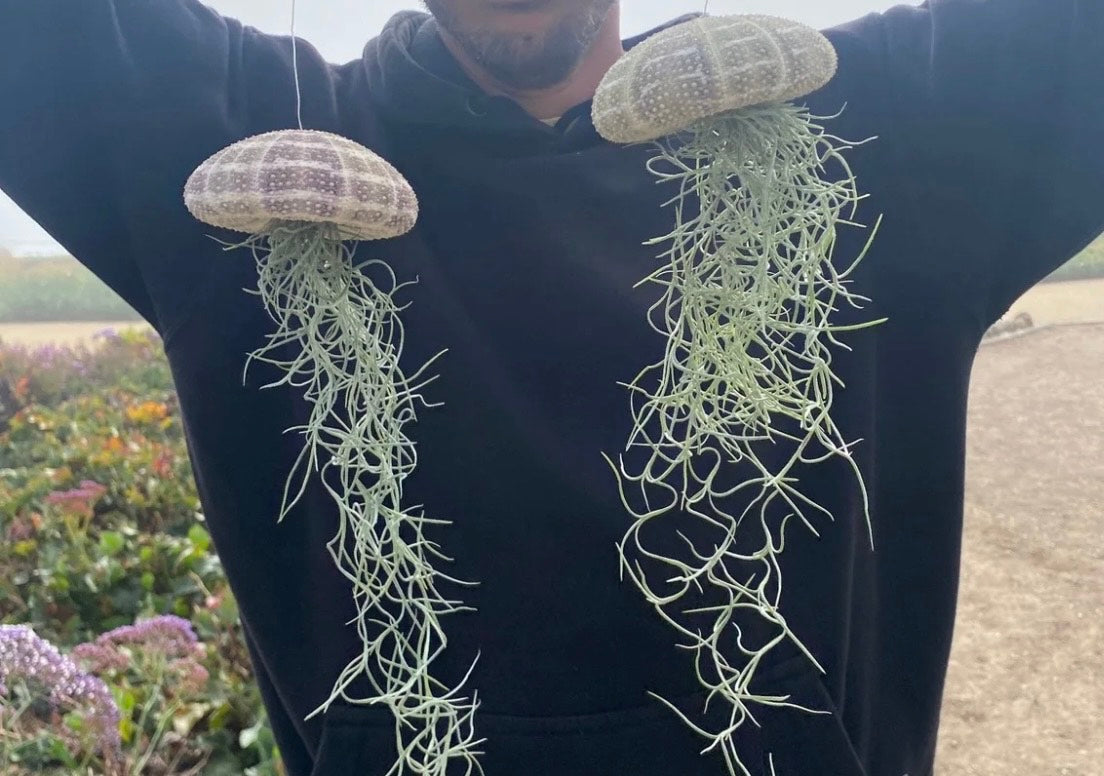 Jelly Fish Air Plant Hanger
