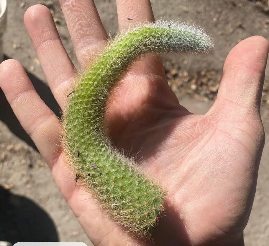 Monkey Tail Cactus Cutting (2) – The Blind Date Co