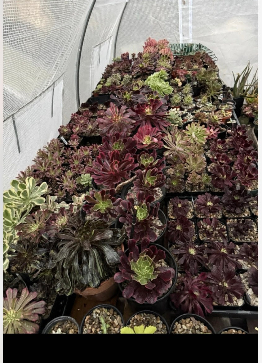 Aeonium Cuttings (3) Rare