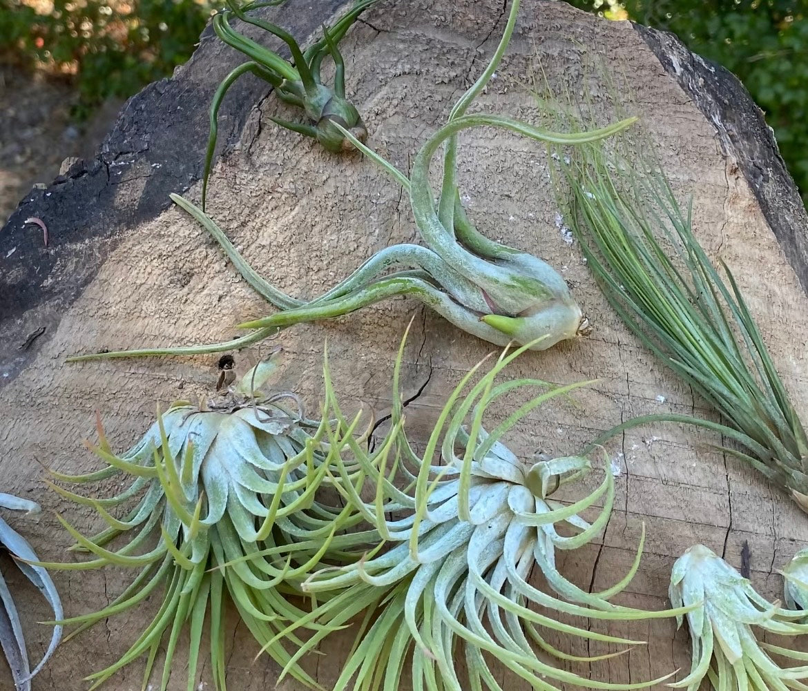 Party Pack of 6 Different Air Plants