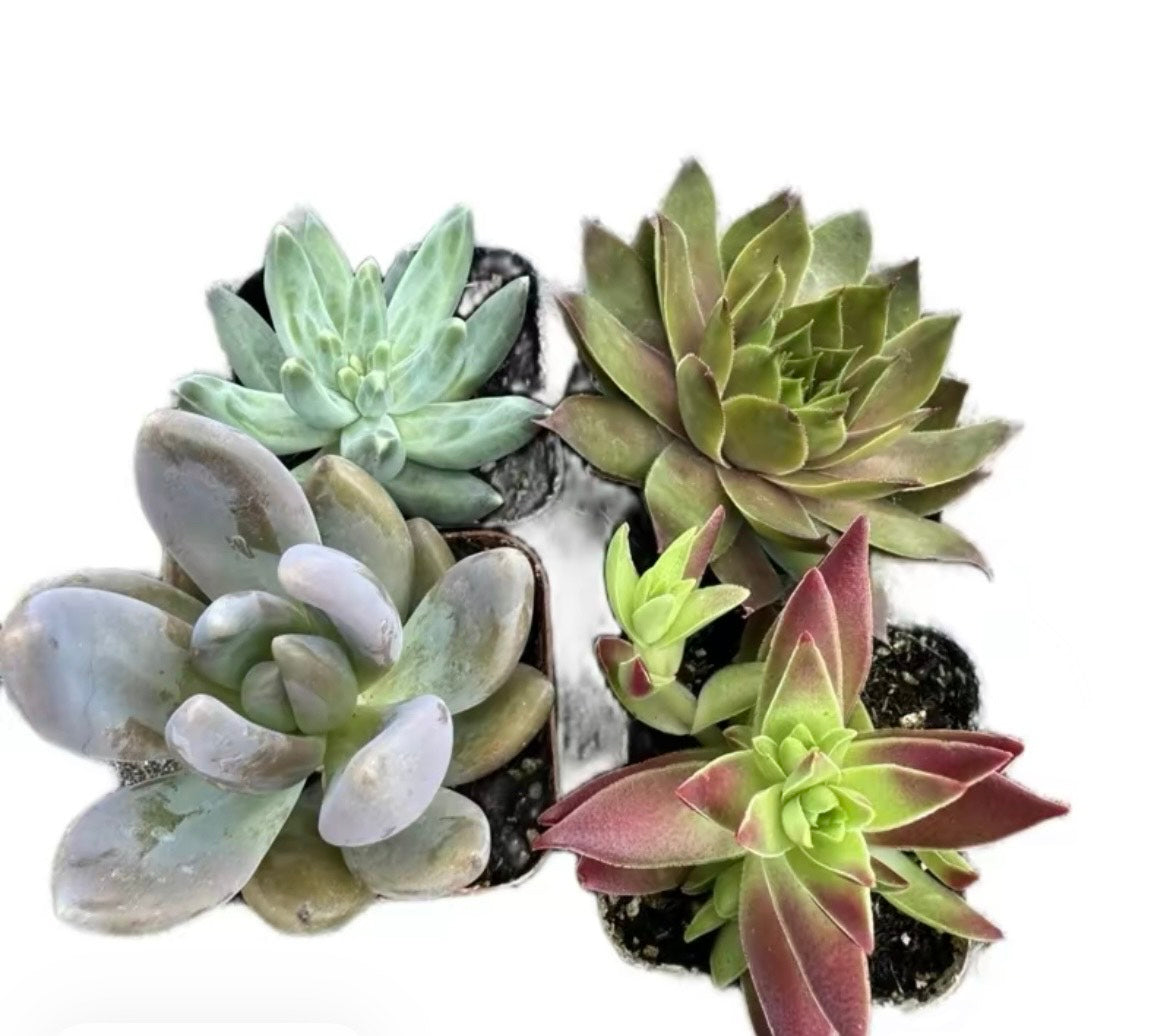 Succulent 4 pack 2 inches
