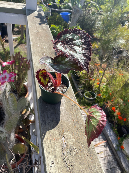 Begonia - 'Tornado'
