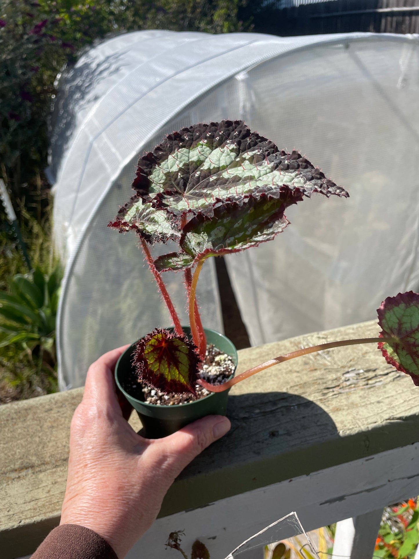 Begonia - 'Tornado'