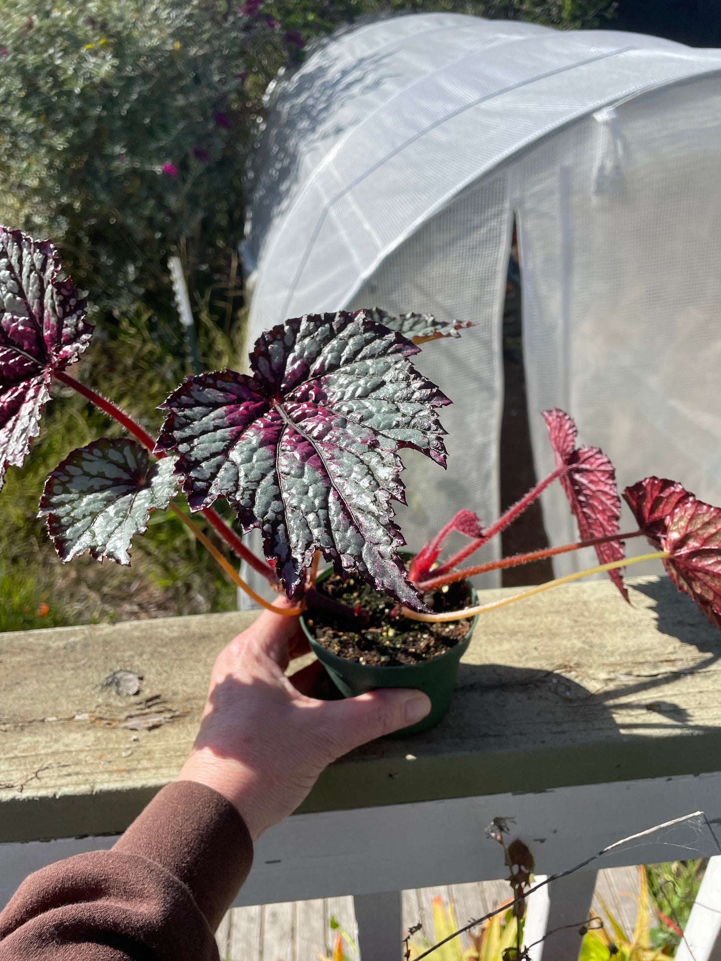 Begonia - 'Norman'