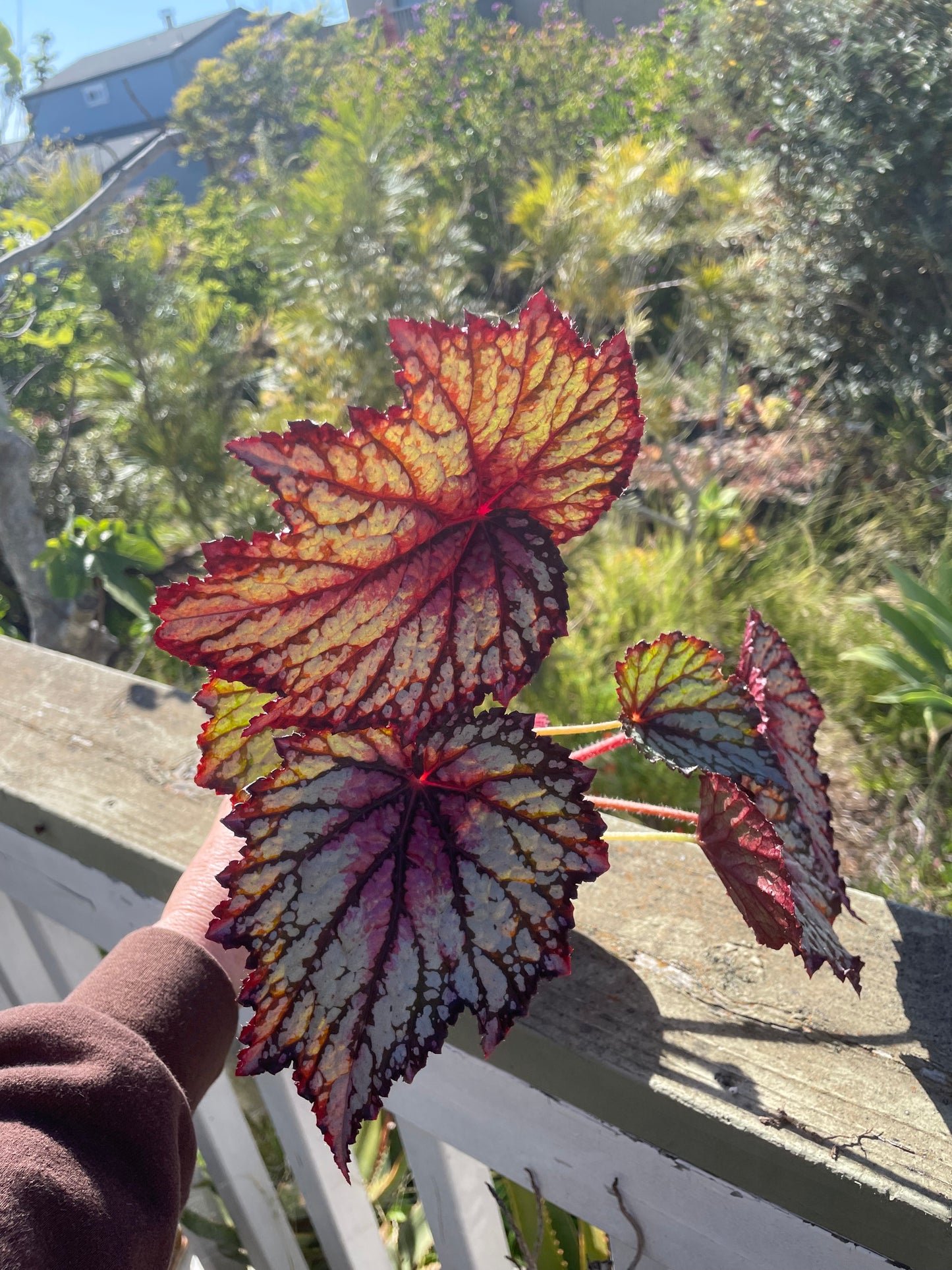 Begonia - 'Norman'