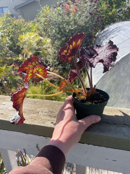 Begonia -' Randy MK2'