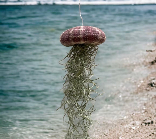 Jelly Fish Air Plant Hanger