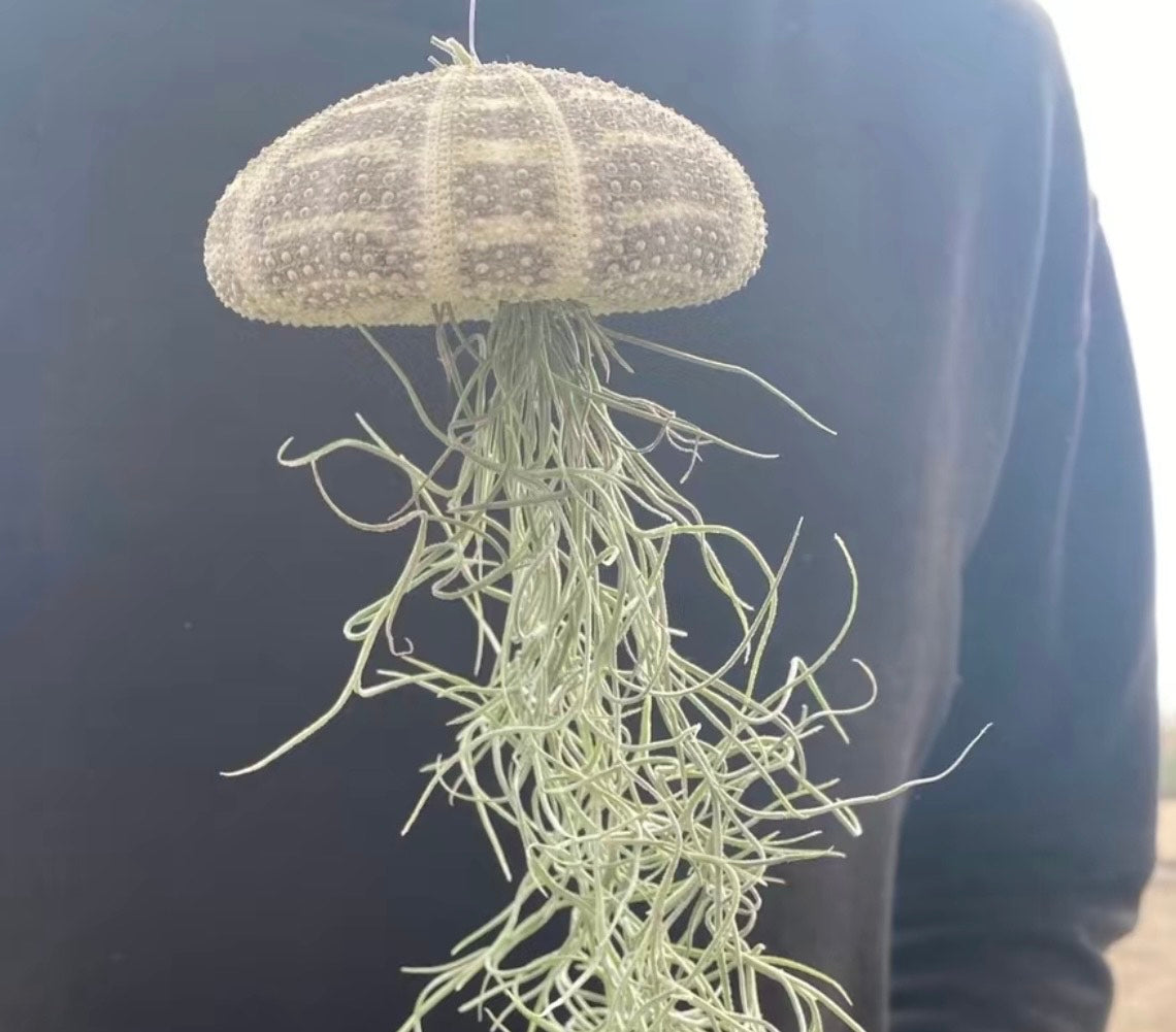 Jelly Fish Air Plant Hanger