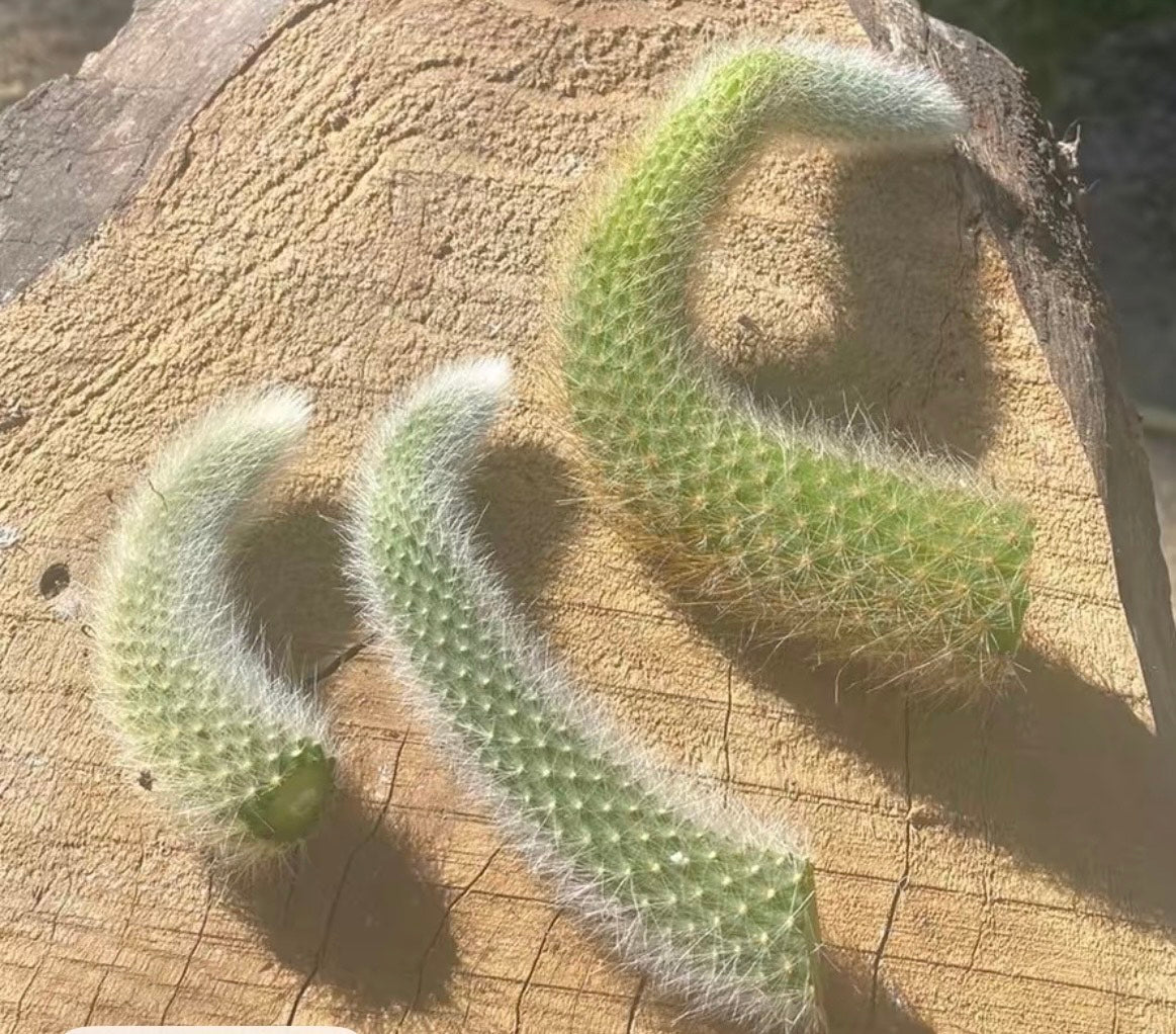 Monkey Tail Cactus Cutting (2)