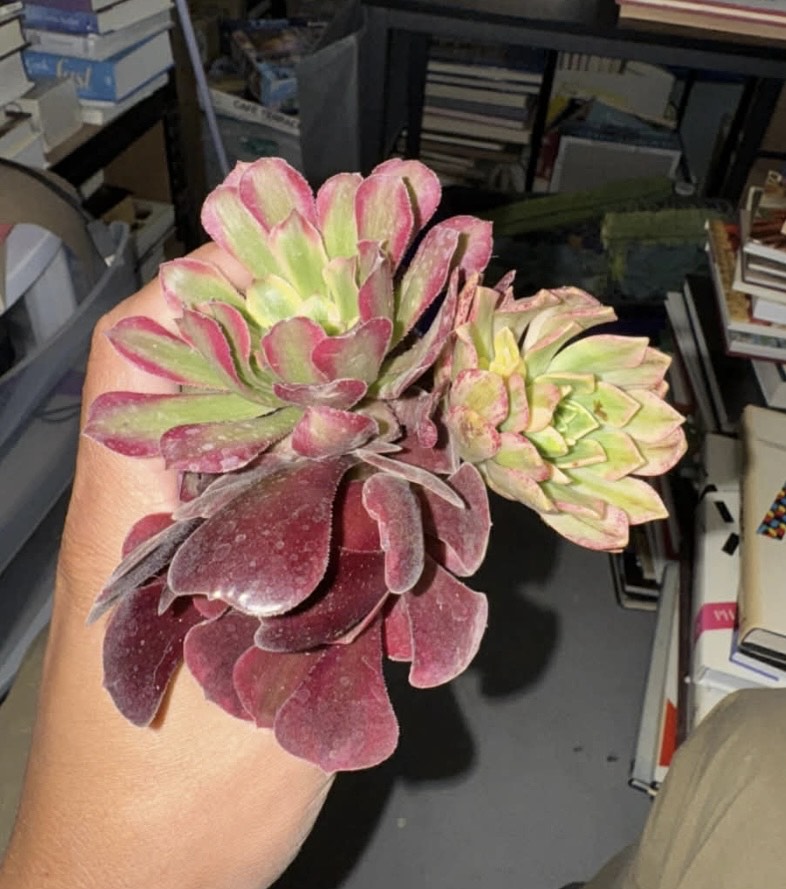 Aeonium Cuttings (3) Rare