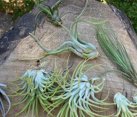 Party Pack of 6 Different Air Plants