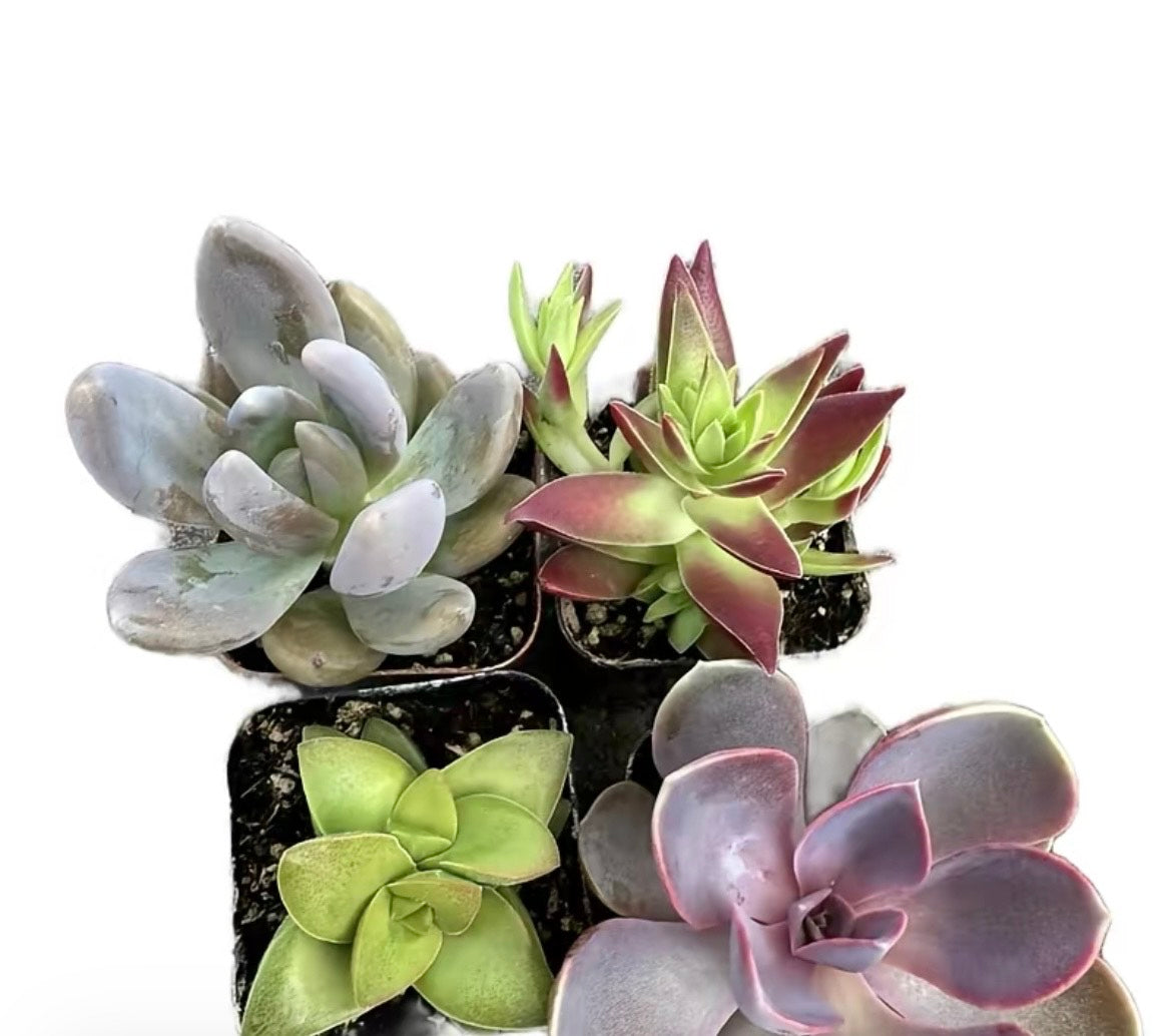Succulent 4 pack 2 inches